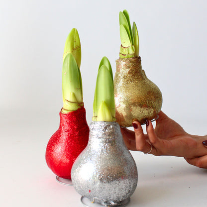 Amarilis - 3 Pzs - Hippeastrum 'glitter Mix' - Bulbo De Flor - Rojo