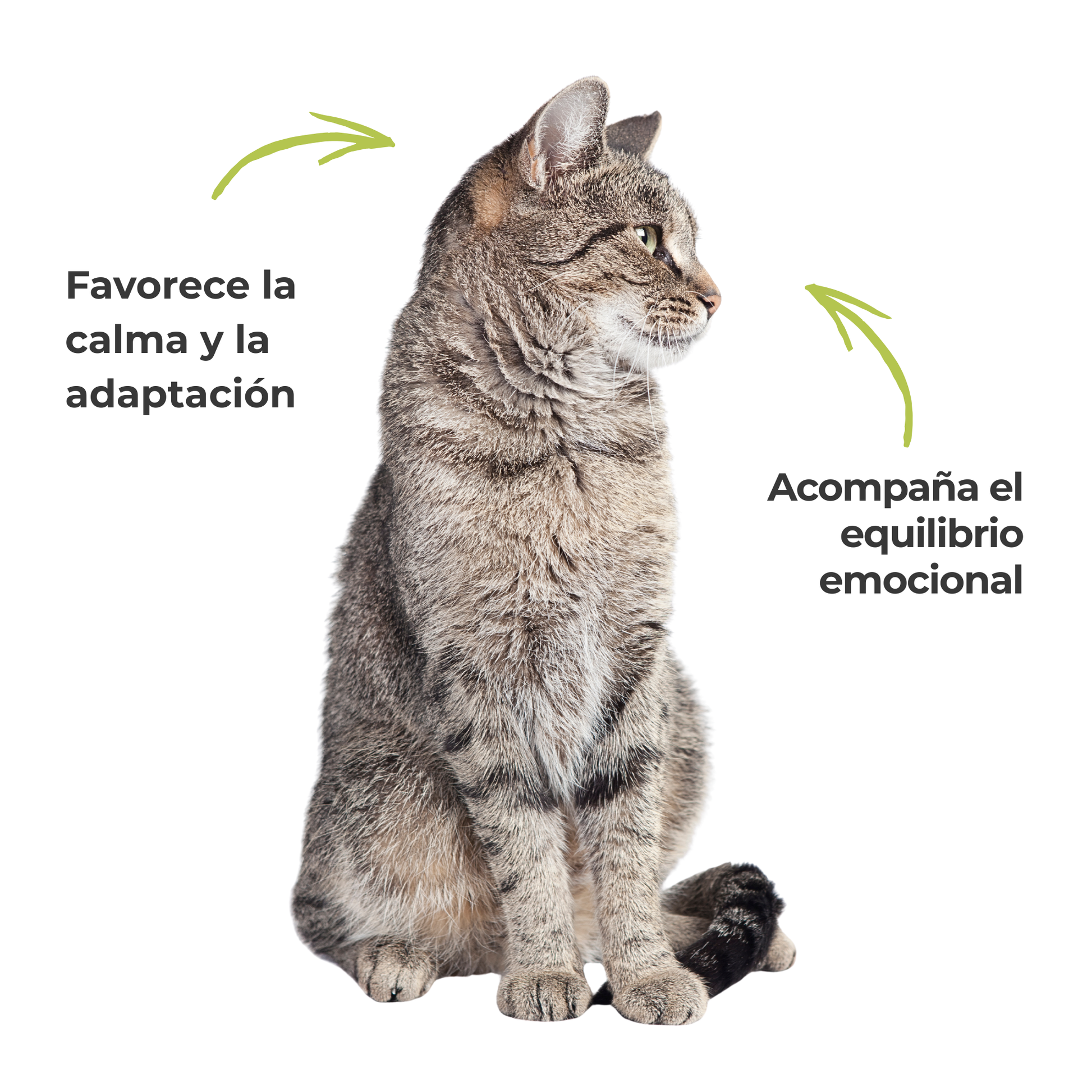 Suplemento natural para el bienestar emocional de perros y gatos – ECO 100 g_3