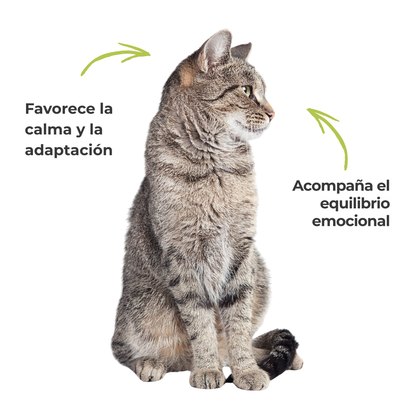 Suplemento natural para el bienestar emocional de perros y gatos – ECO 100 g_3