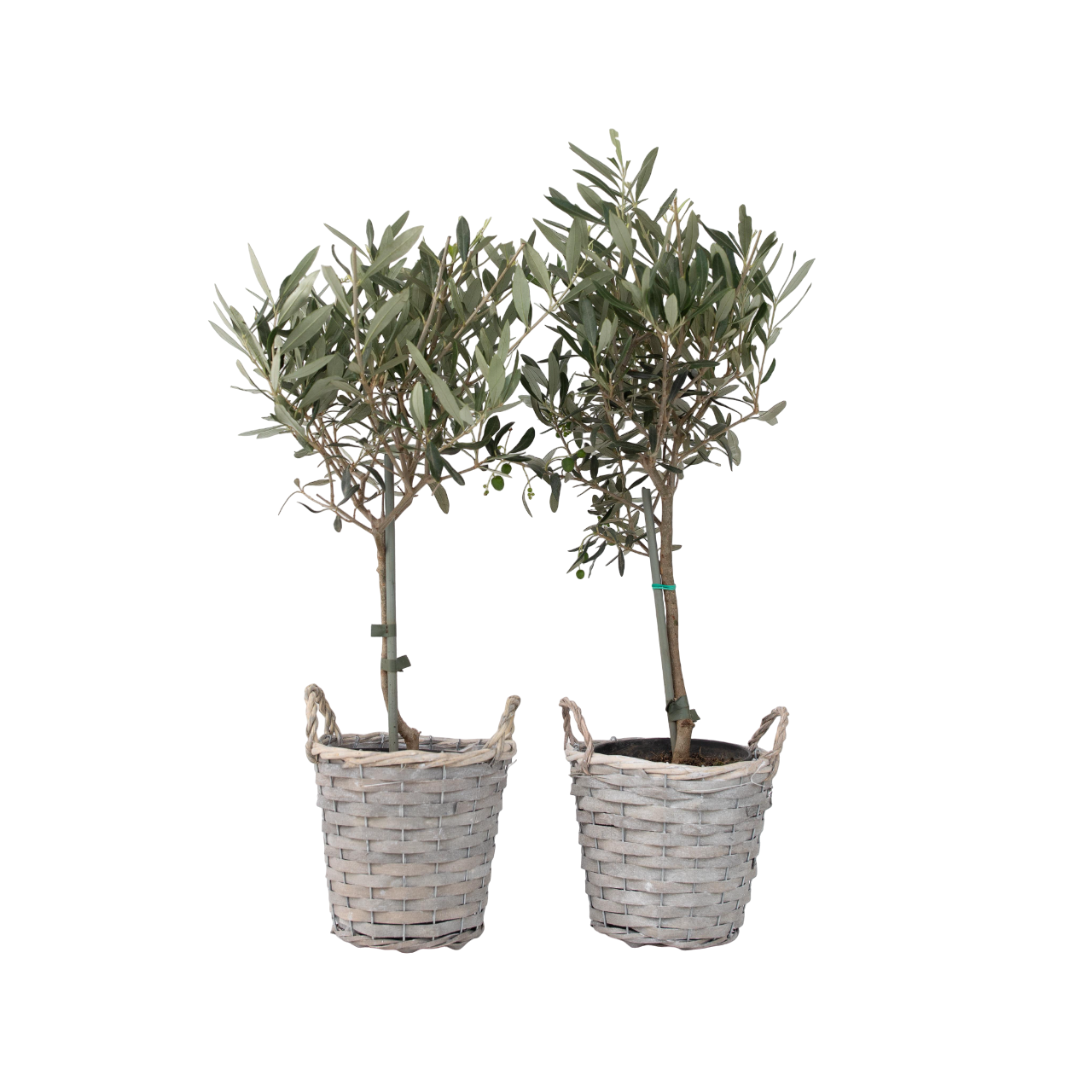Olivo - 2 Pzs - Olea Europaea - Altura 50-60cm - ⌀14cm