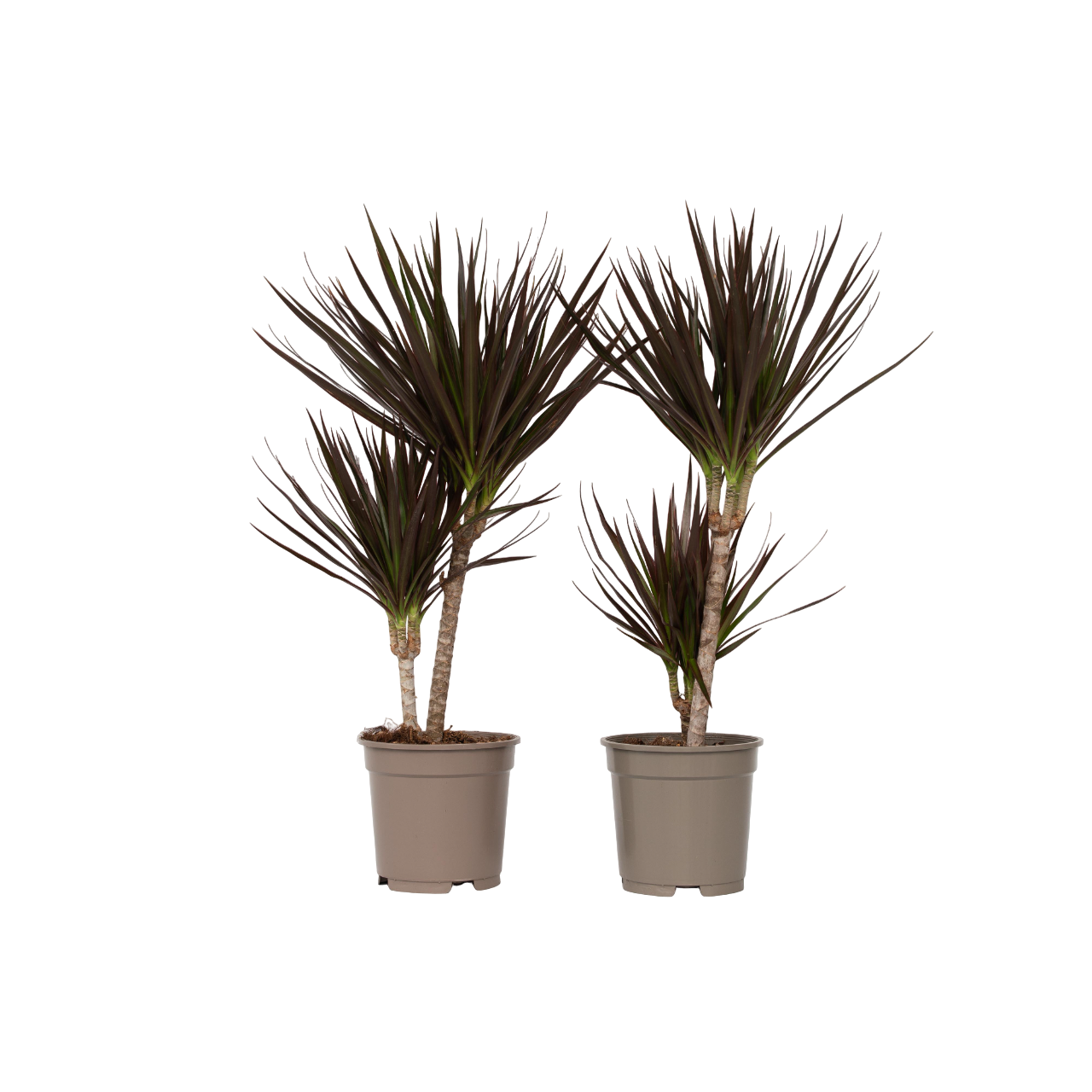 Drácena - 2 Pzs - Dracaena Marginata 'magenta' - Altura 70-80cm - ⌀17cm_0