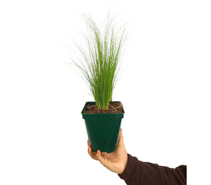 Stipa M14 35cm_0