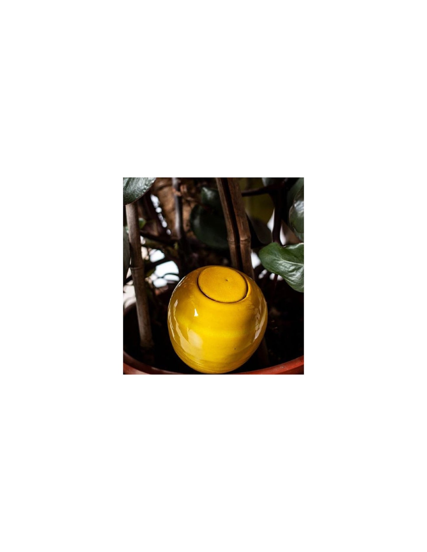 Regadera Cerámica Oyas Para Plantar S - Amarillo.