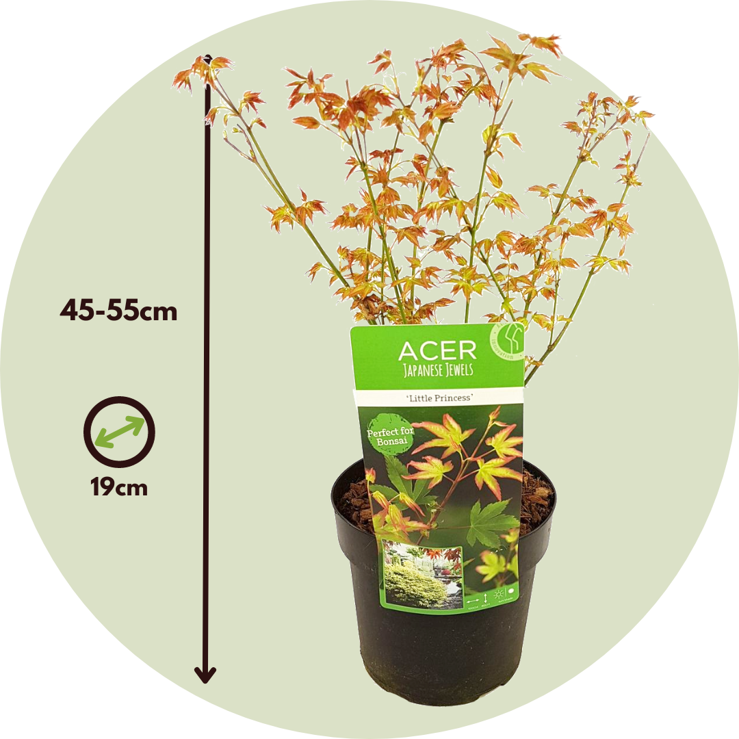 Arce Japonés - Acer Palmatum 'little Princess' - Altura 45-55cm - ⌀19cm_2