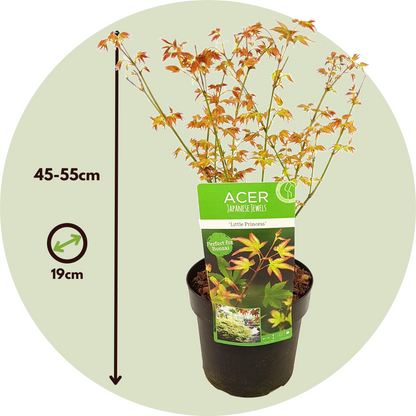 Arce Japonés - Acer Palmatum 'little Princess' - Altura 45-55cm - ⌀19cm_2