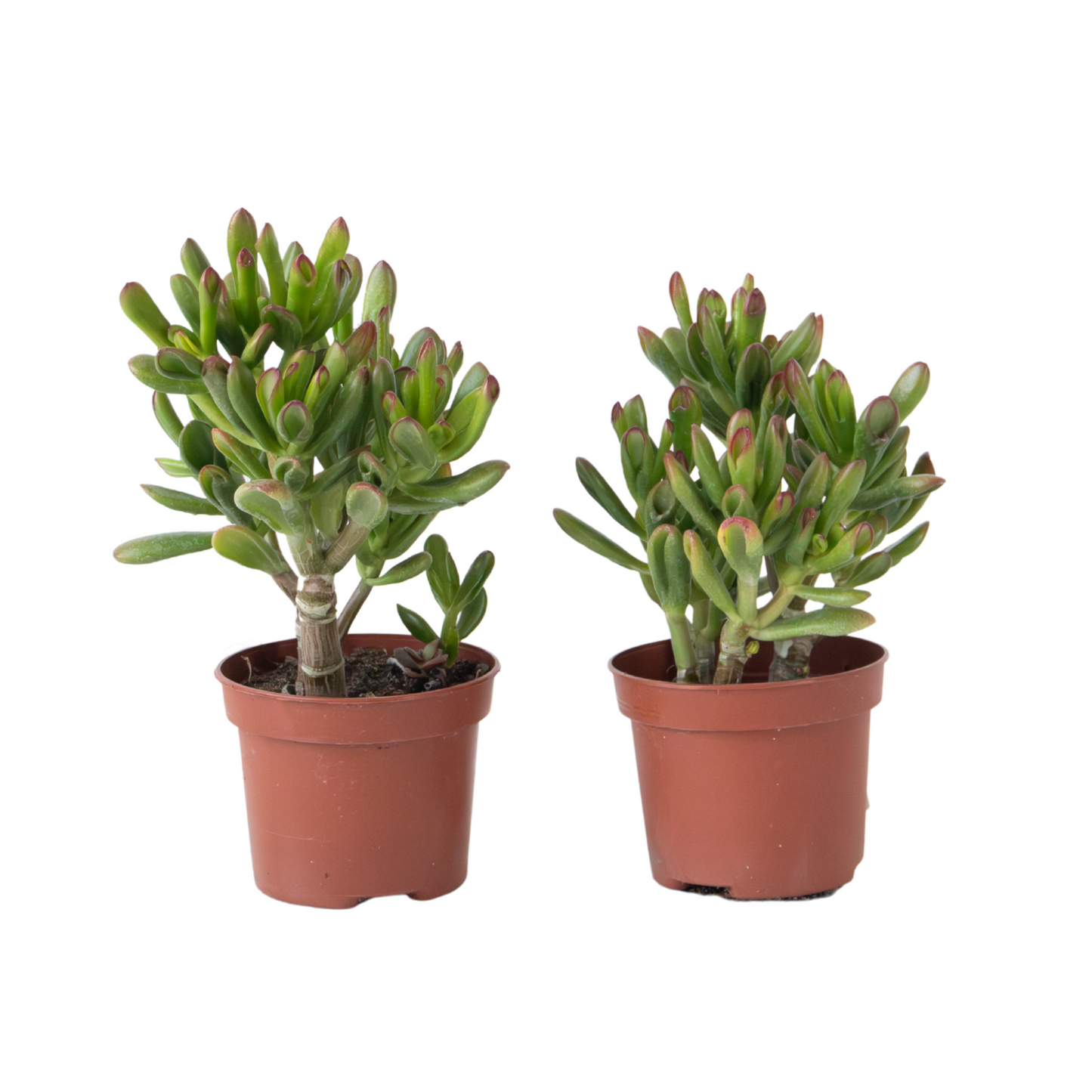 Planta De Jade - Set 2 - Crassula Ovata 'gollum' - Altura 15-25cm - Maceta 12cm