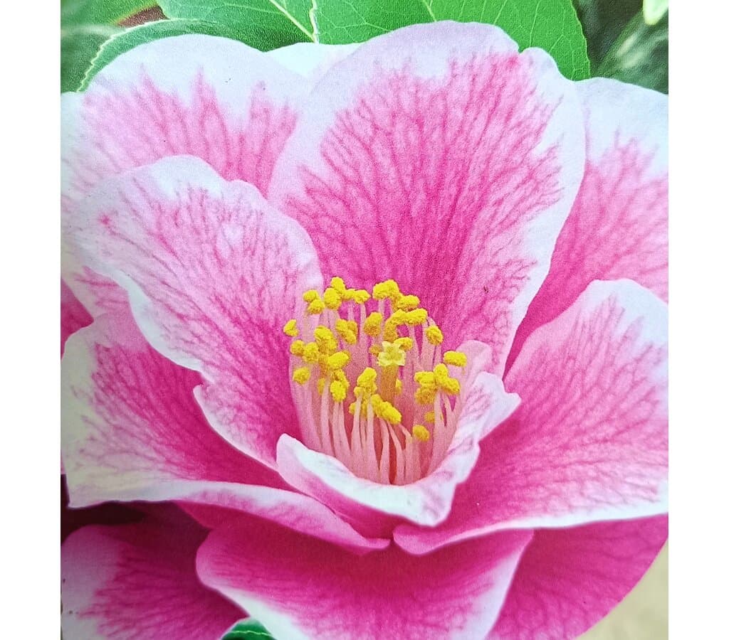 Camelia M17_1