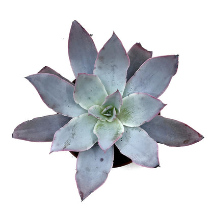 Echeveria Cante Cactus Y Suculentas M8,5 cm Ø_1