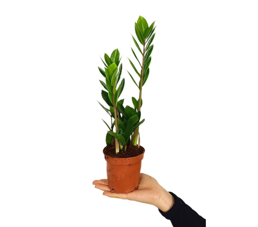 Zamioculca Zamiifolia M11_0