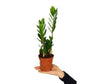 Zamioculca Zamiifolia M11