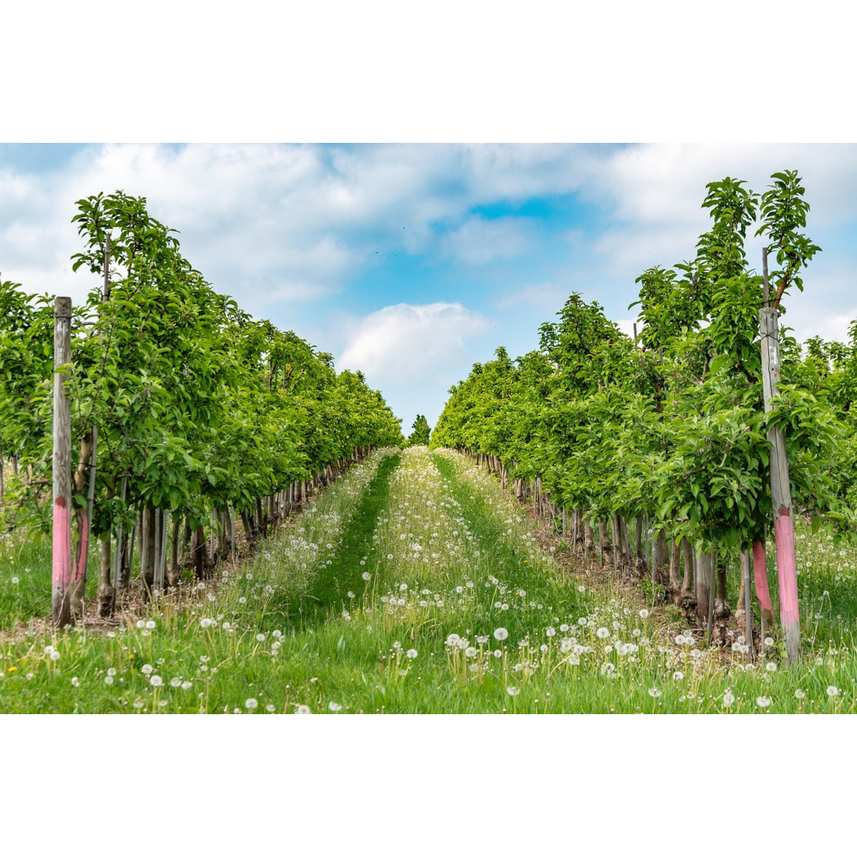 Biochar Enriquecido Livingchar 500l