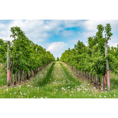 Compost Ecológico con Biochar y Minerales de Roca LivingChar 1000l