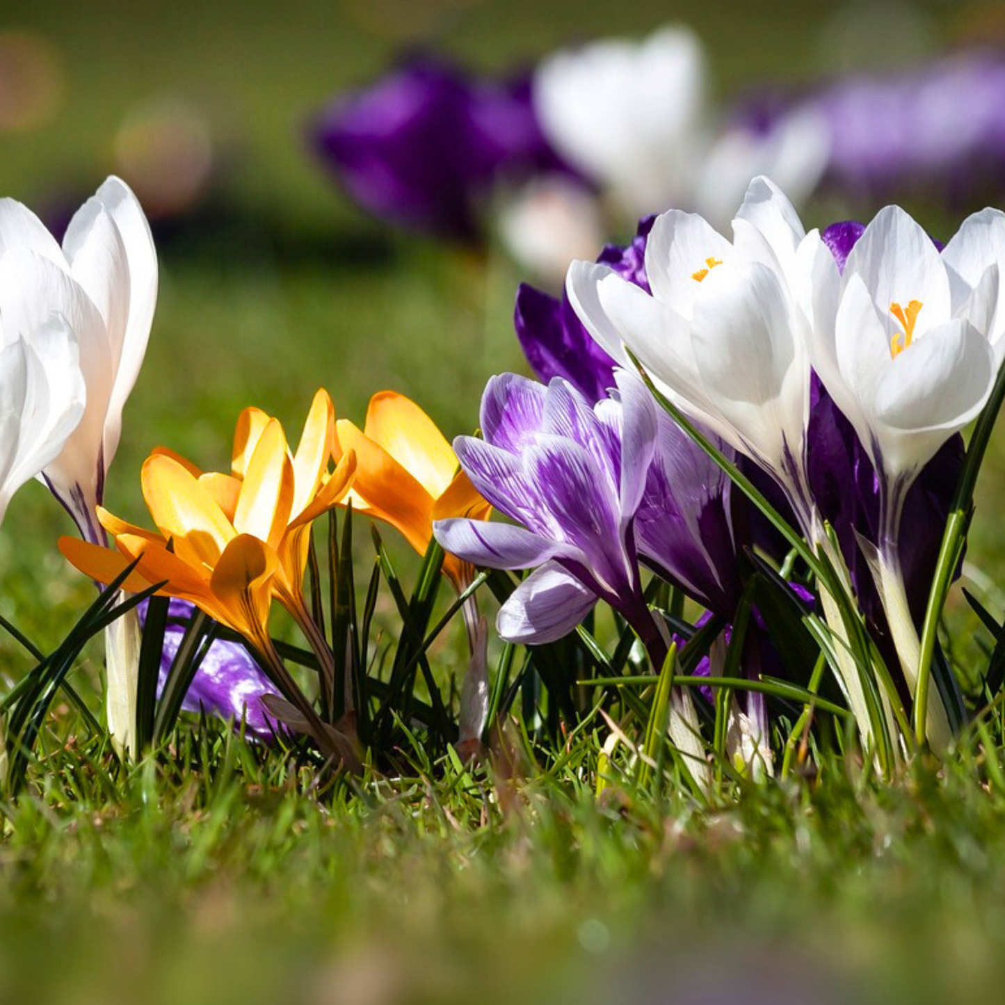 Bulbos De Crocus - 30 Pzs - Crocus 'large Flowering Mix' - Bulbos De Flores