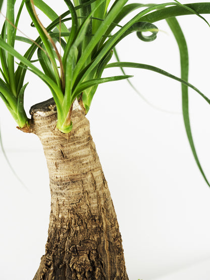 Nolina Beaucarnea | Altura 50cm - Maceta 17cm