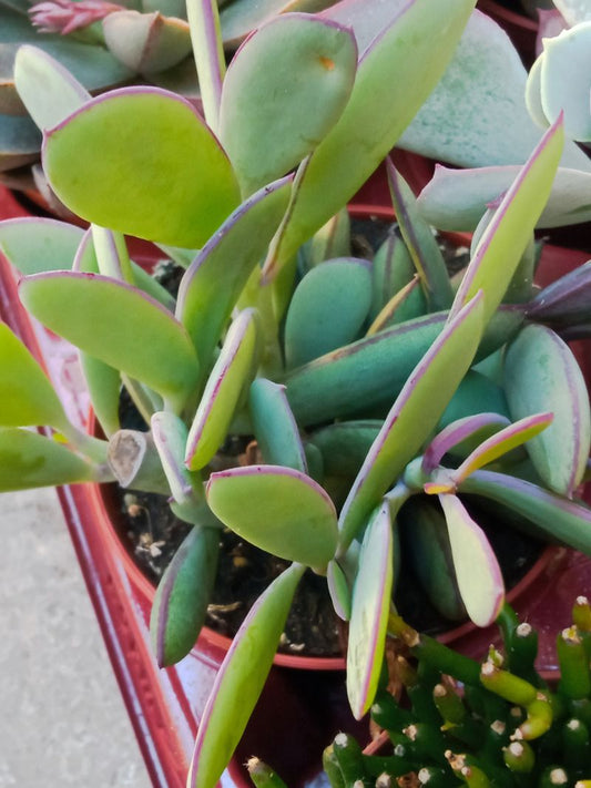 Senecio Crassisium Ø8 Planta Suculenta Suculento_0