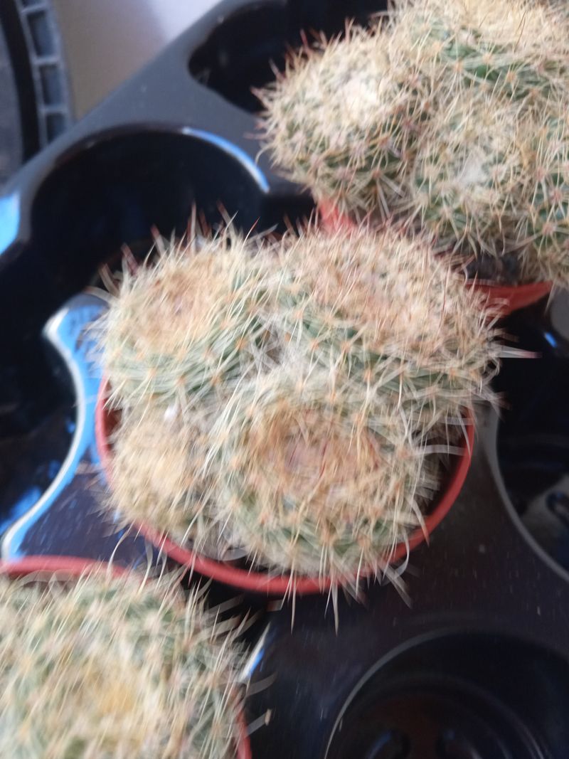 Cactus No Id Ref 4b Ø5 Cm Planta Suculenta