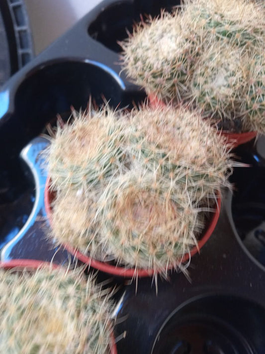 Cactus No Id Ref 4b Ø5 Cm Planta Suculenta_0