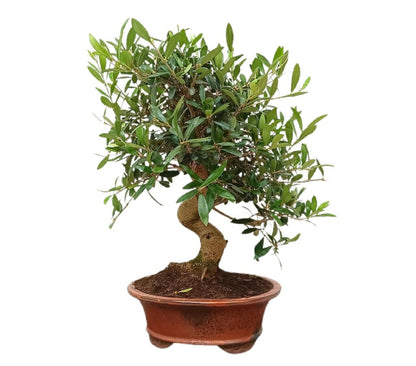 Bonsái Olivo 15 Años (olea Europaea)_0