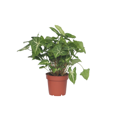 Planta Cabeza De Flecha - Syngonium 'pixie' - Altura 25-40cm - ⌀12cm_0