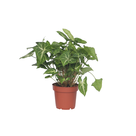 Planta Cabeza De Flecha - Syngonium 'pixie' - Altura 25-40cm - ⌀12cm_0