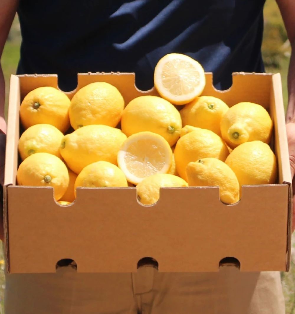 Limones De Temporada Directos Del Árbol Tropitop 15kg_1