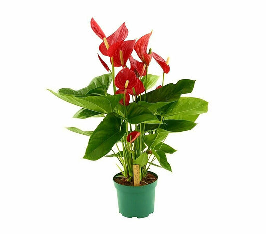 Anthurium Andreanum Melodia M17 70cm