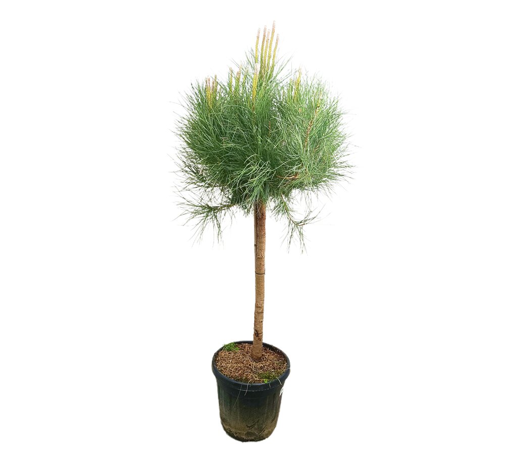 Pinus Pinea Copa M35 150-170cm