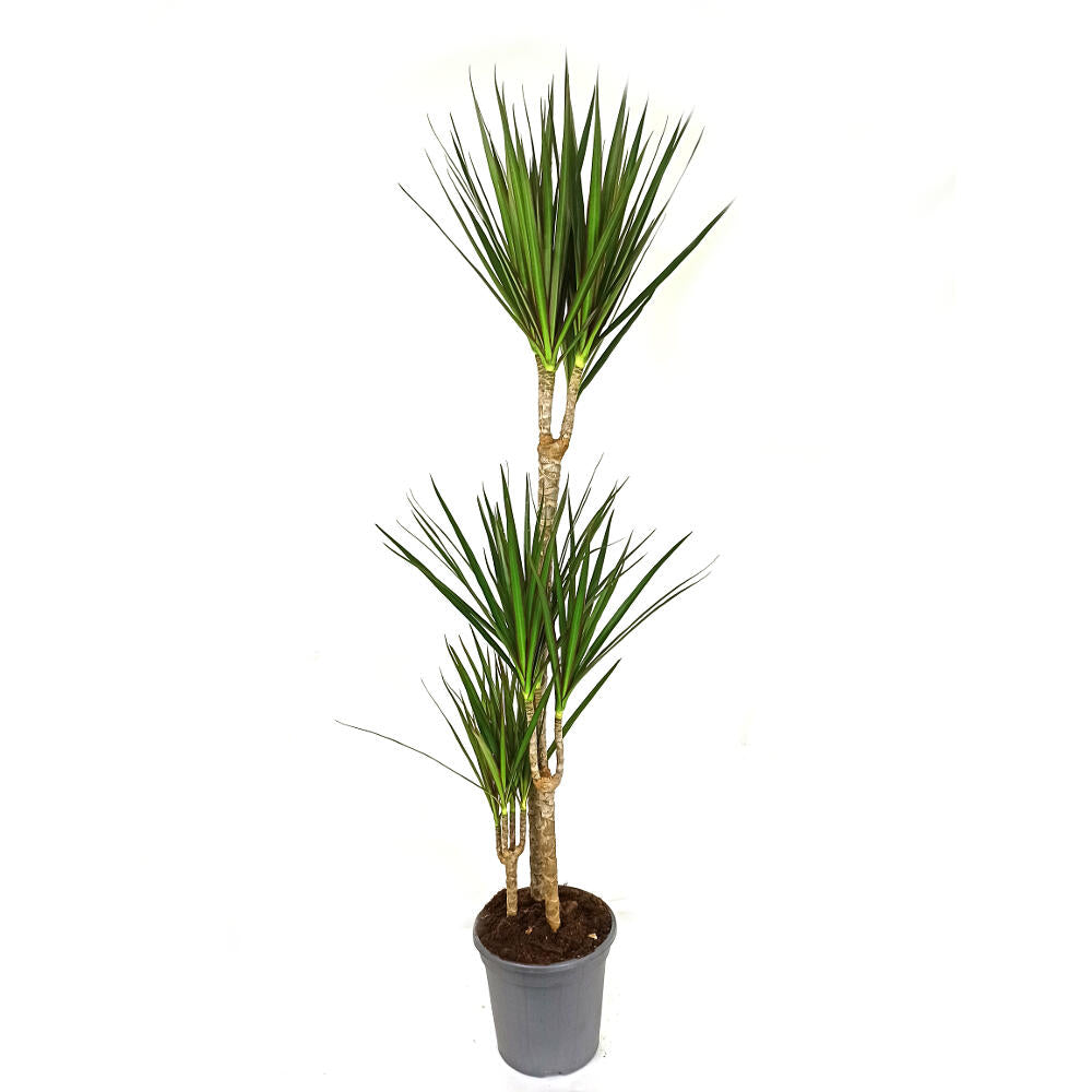 Dracena Marginata 3 Troncos 60-30-15 M20_0