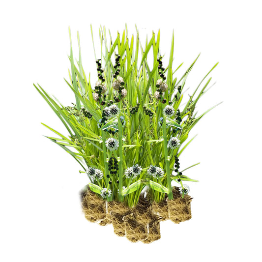 Platanaria - Sparganium Erectum - 15 Plantas_0