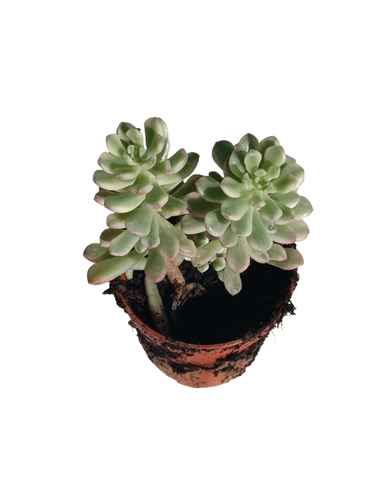 Sedum Choyce Variegata Planta Colgante Ø 5 Cms_0