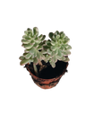 Sedum Choyce Variegata Planta Colgante Ø 5 Cms