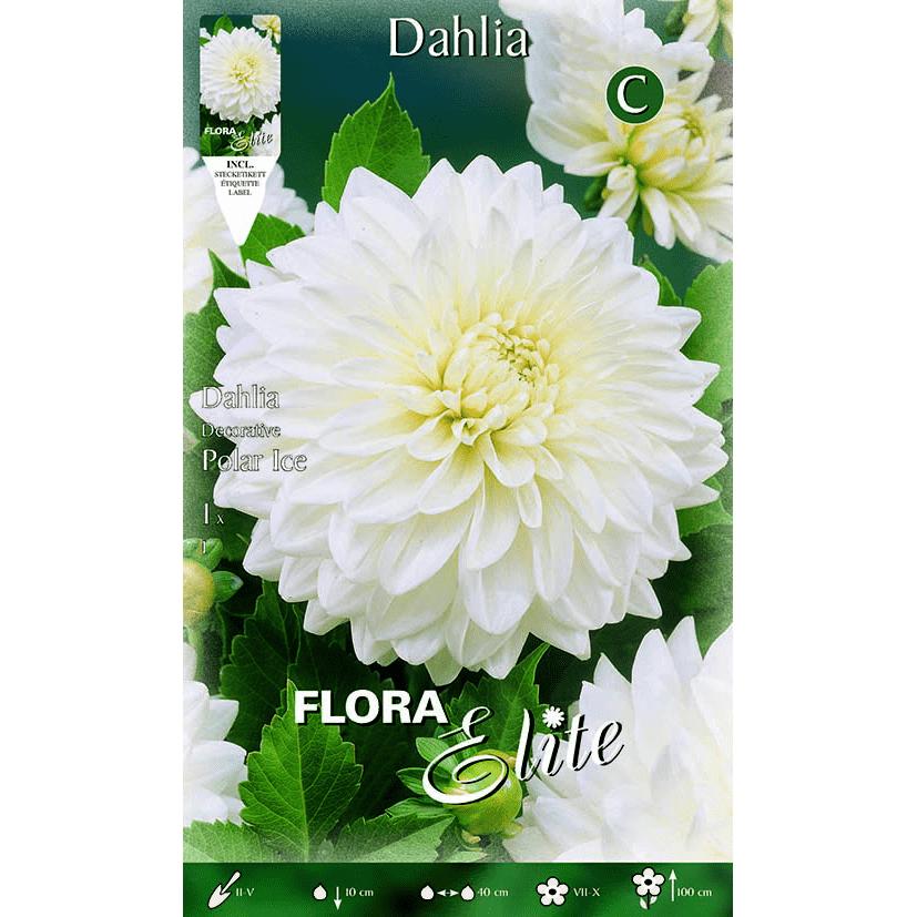 Bulbo Dalia decorativa blanco puro 1 ud