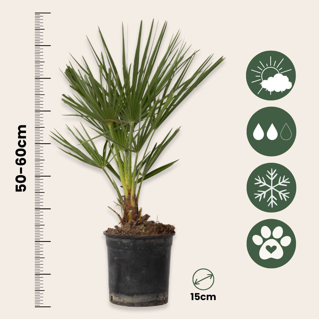 Palmito - Chamaerops Humilis - Altura 50-60cm - ⌀15cm_2