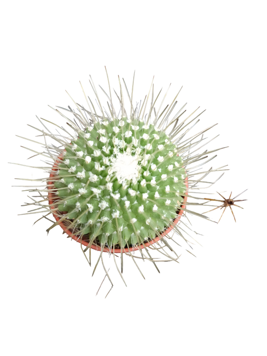 Cactus surtido aleatorio ☼ planta pequeña Ø5 VENTA POR UNIDAD