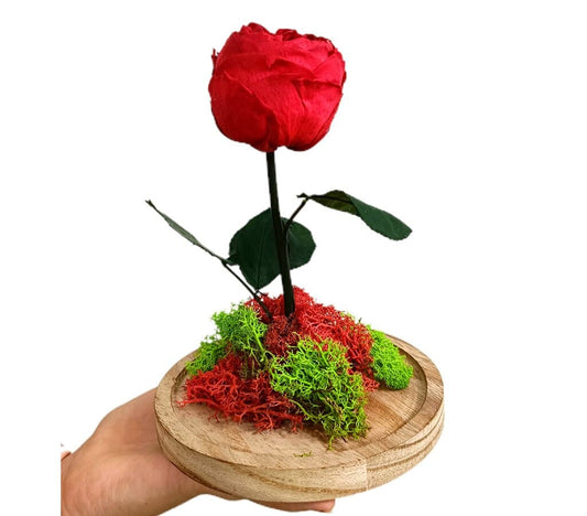 Mundo Eterno Peonía Roja En Cúpula 12x20cm