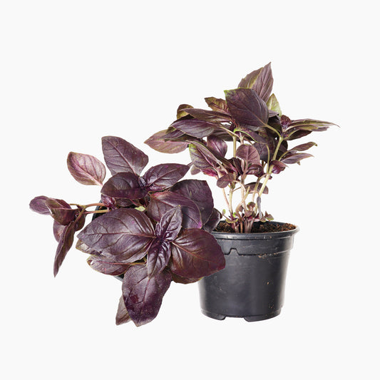 Maceta Albahaca Morada 10,5 Cm - Plantabo_0