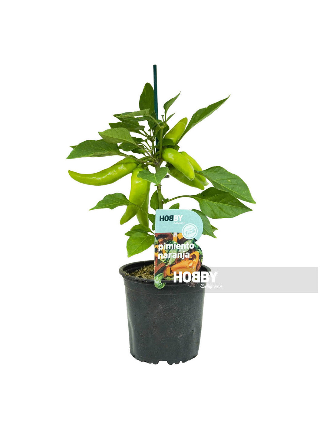 Pimiento Naranja Hobby Fresh M13 (capsicum Annum)_1