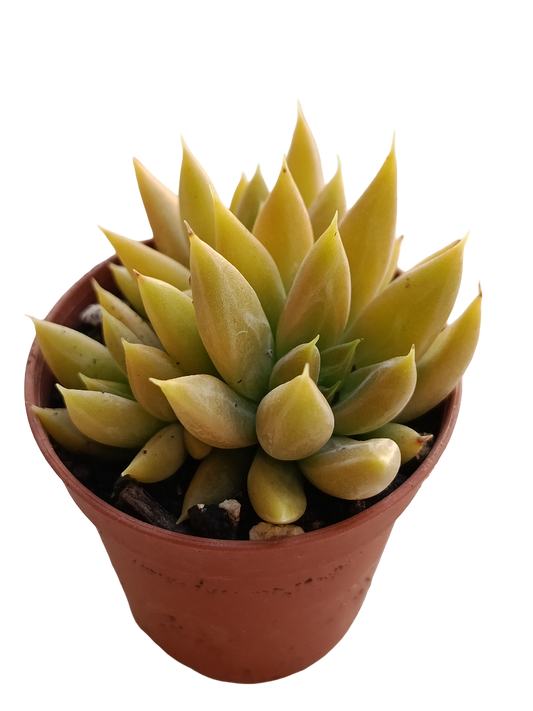 Echeveria Tolimanensis Planta Suculenta Natural Ø5_0