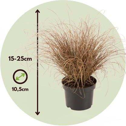 Hierbas Ornamentales - 6 Pzs - Stipa Festuca Carex - Altura 15-25cm - ⌀105cm_2