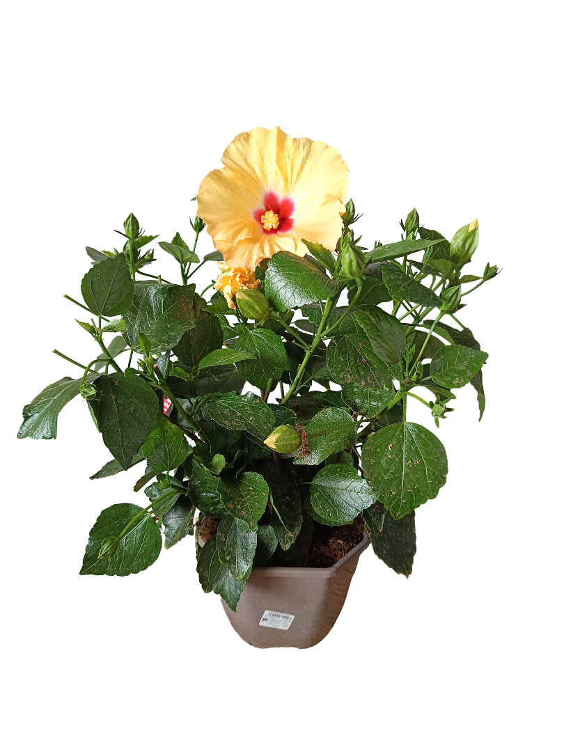 Hibiscus Arbustivo De Flor Surtida Ø14-40 Cm