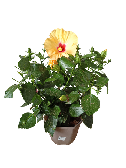 Hibiscus Arbustivo De Flor Surtida Ø14-40 Cm