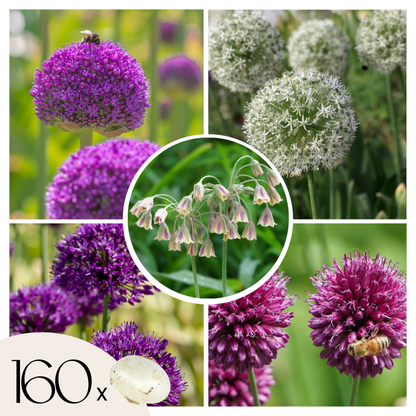 Bulbos De Allium - 160 Pzs - Allium - Bulbos De Flores_0