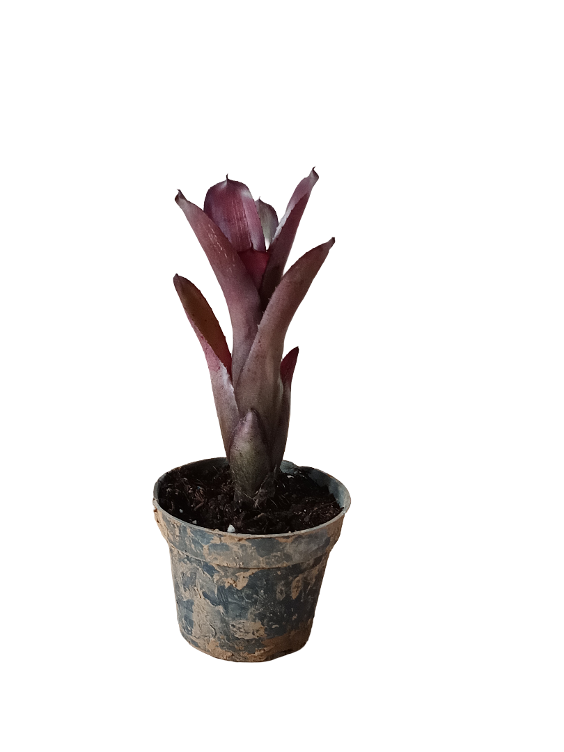 Neoregelia Dungsiana X Purple Star Planta Bromelia Para Terrarios E Inteior_0
