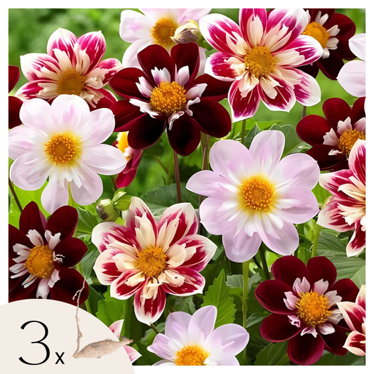 Tubérculos De Dalia - 3 Pzs - Dahlia 'favorite Ballet'_0