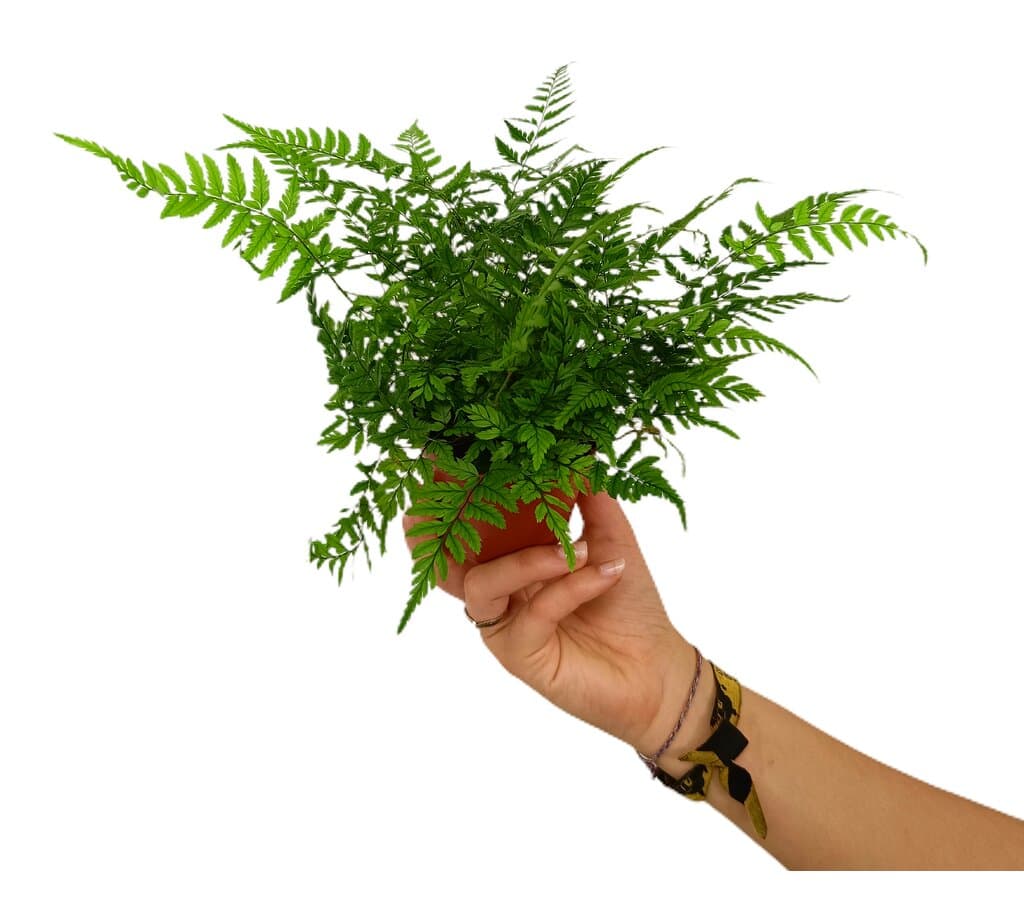 Athyrium M8_0