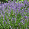 Semillas De Lavanda Ecológicas