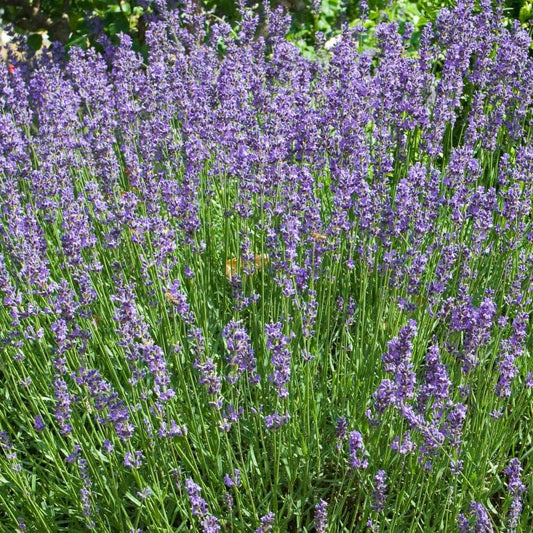 Semillas De Lavanda Ecológicas_0