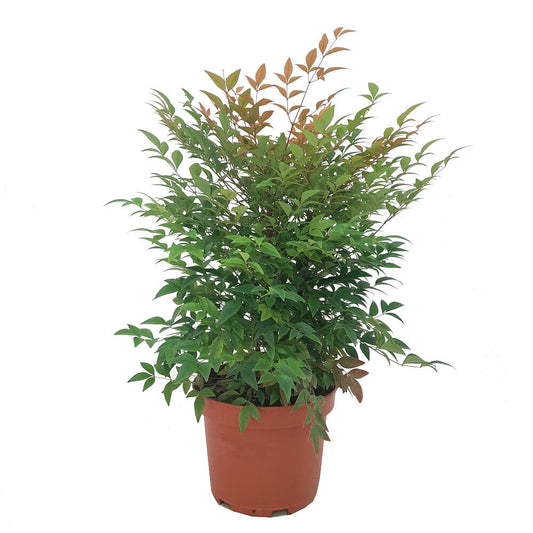 Nandina Domestica M19 40-60cm (bambú Sagrado)_0