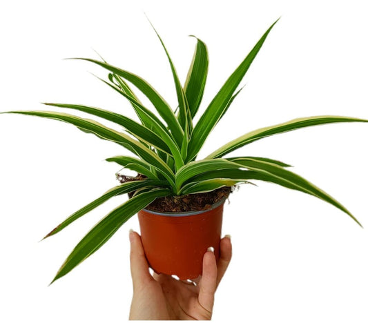 Chlorophytum M11_0