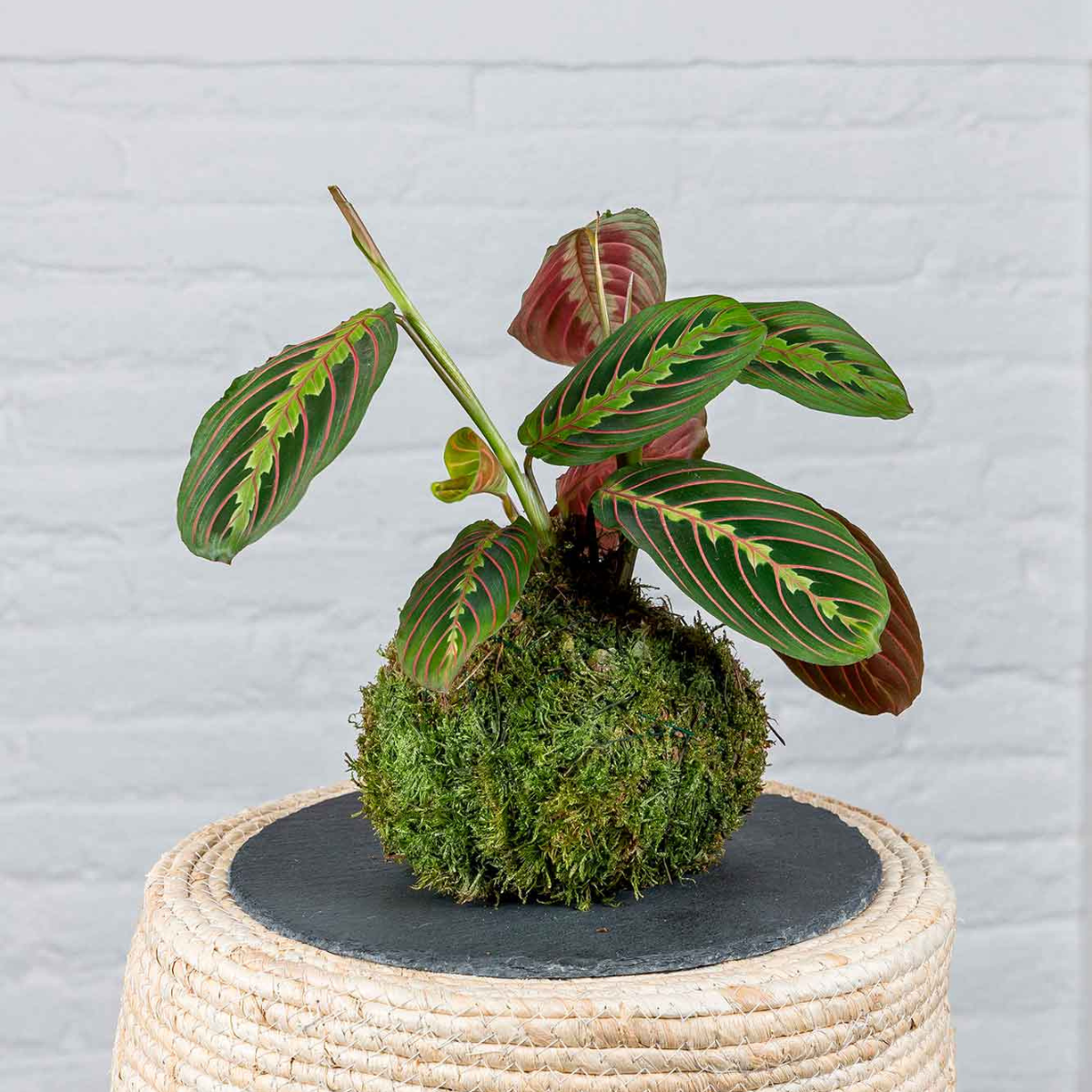 Kokedama Maranta Leuconera._0